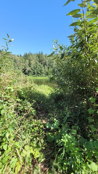 Alytaus nudistų paplūdimys