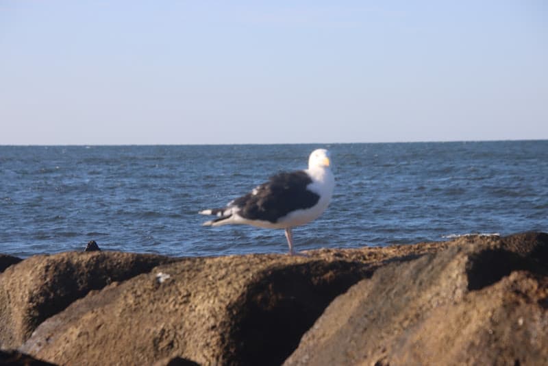 Glendon Road Beach