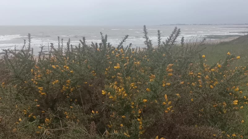 Grande Plage de Kervoyal