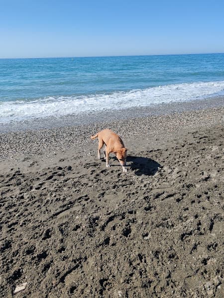 playa canina