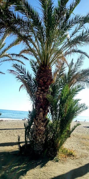 Playa de los Álamos