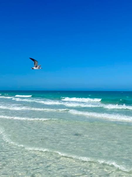 Playa Reese