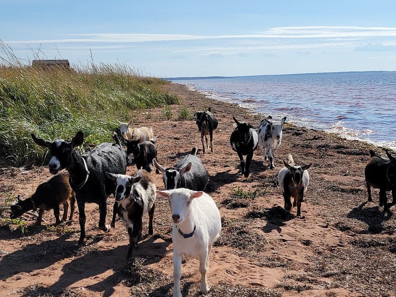 Goat beach