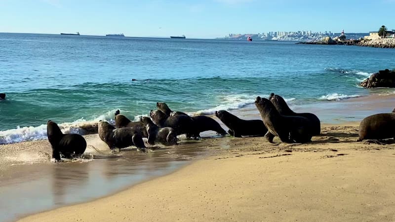 Caleta Portales