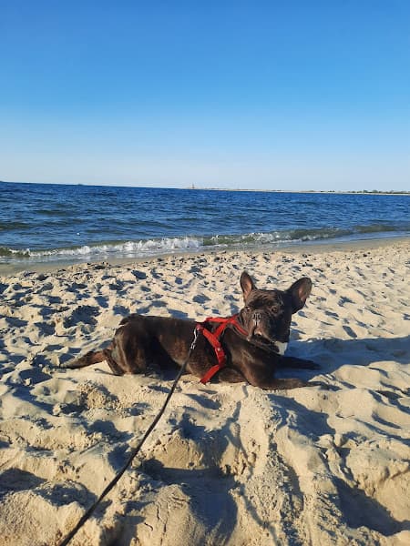 Plaża dla psów