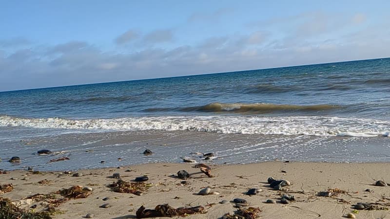 Arroyo Burro Beach