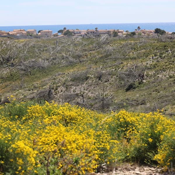 Plage de la Roselière