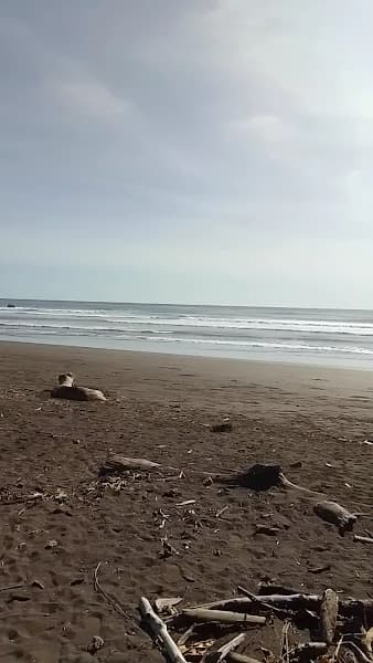 Playa Ostional