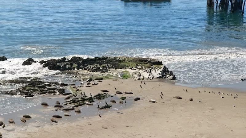 Carpinteria Seal Sanctuary